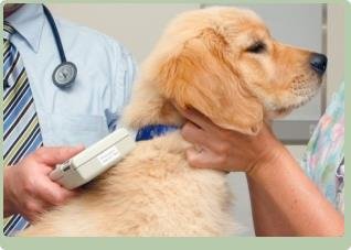 Vet Service - cabinet veterinar