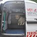 Vet Service - cabinet veterinar