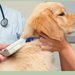 Vet Service - cabinet veterinar